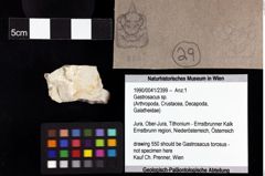 Foto (Objket + Etiketten) von Gastrosacus sp. 